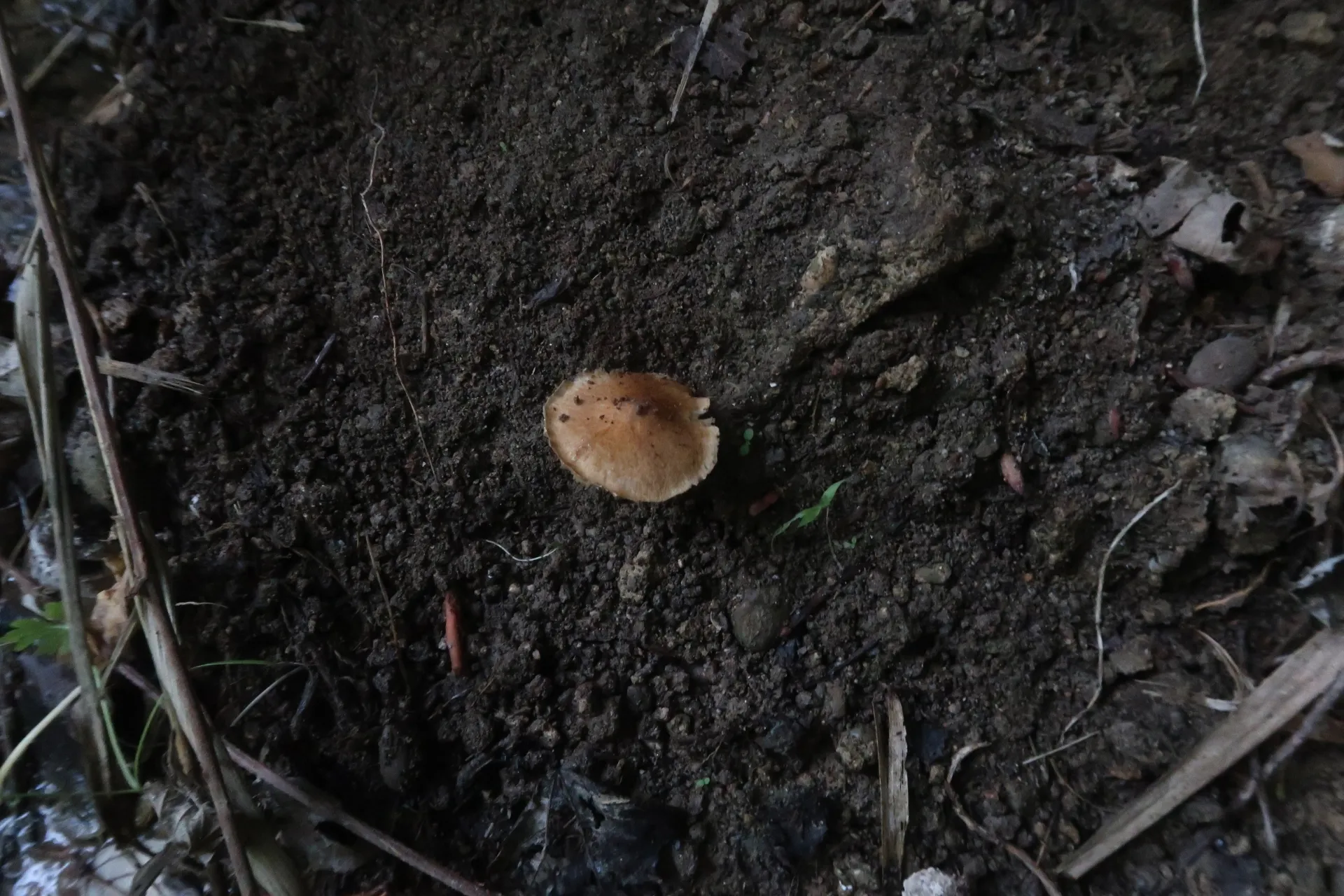 Inocybe langei - 1 - IMG_5482